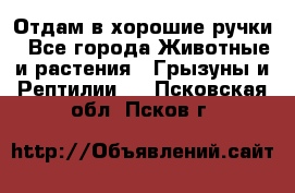 Отдам в хорошие ручки - Все города Животные и растения » Грызуны и Рептилии   . Псковская обл.,Псков г.